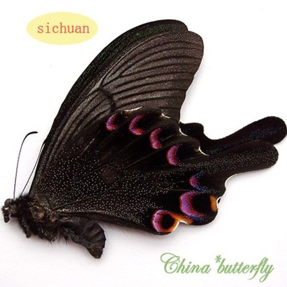 Papilio arcturus-bianor (hybrid-mosaic,LHW=papilio arcturus,RHW=papilio bianor)7 [Internet image property of respective owner, non commercial use only]